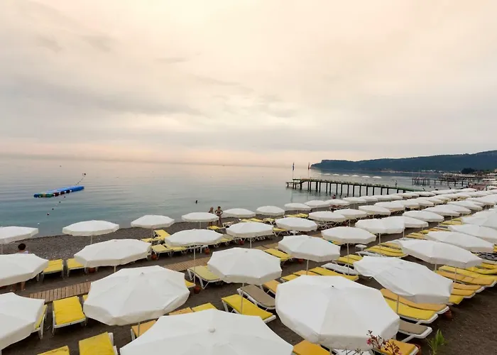 Pgs Rose (adults Only) Κεμέρ